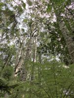 Neuseeland Nordinsel - Coromandel Halbinsel - Whenuakite Kauri Walk