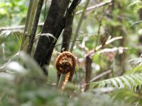 Neuseeland Nordinsel - Coromandel Halbinsel - Whenuakite Kauri Walk