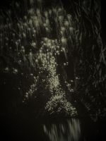 Neuseeland Nordinsel - Waitomo Caves - Gloworms