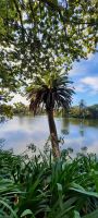 Neuseeland Nordinsel - Pause am Virginia Lake Reserve  bei Whanganui