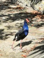 Neuseeland Nordinsel - Pukeko (Sumpfhuhn)