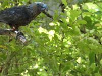 Neuseeland Nordinsel - Kaka (Waldpapagei)