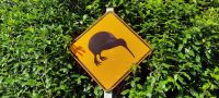 Neuseeland Nordinsel - Vorsicht Kiwi!