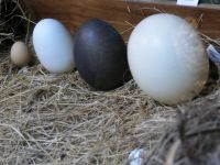 Neuseeland Nordinsel - Pukaha Wildlife Centre - Osternest