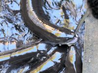 Neuseeland Nordinsel - Pukaha Wildlife Centre - Süßwasser Aale