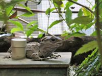 Neuseeland Nordinsel - Pukaha Wildlife Centre - Tuatara (Brückenechse )