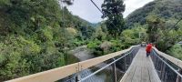 Neuseeland Nordinsel - Kaitoke Regionalpark - Hängebrücke über den Hutt River