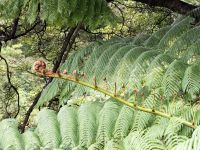 Neuseeland Nordinsel - Kaitoke Regionalpark