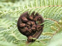 Neuseeland Nordinsel - Kaitoke Regionalpark