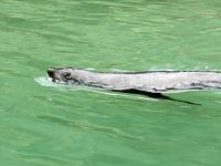 Neuseeland Südinsel - Kenepuru Sound 