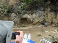 Neuseeland Südinsel - Kenepuru Sound