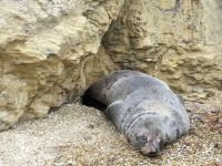 Neuseeland Südinsel - Kenepuru Sound