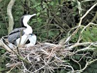 Neuseeland Südinsel - Kenepuru Sound - Kormoran Kolonie