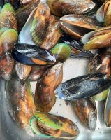 Neuseeland Südinsel - private Eberhardt Kreuzfahrt mit frischen Grünschalen-Muscheln von der Farm