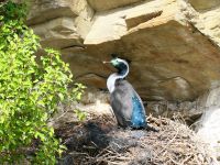 Neuseeland Südinsel - Kenepuru Sound - farbenprächtiger Kormoran