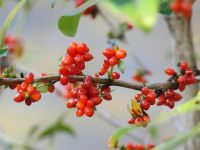 Neuseeland Südinsel - Waikoropupu Springs