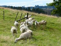 Neuseeland Südinsel - Genießertag an der Golden Bay - Puponga Farmpark