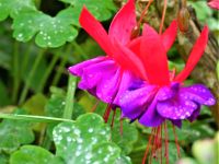 Neuseeland Südinsel - im Garten Eden bei Bernd