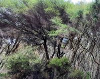 Neuseeland Südinsel - Manuka Bäume