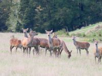Neuseeland Südinsel - Murchison - Rothirsche