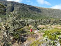 Neuseeland Südinsel - Lewis Pass - Alpine Nature Walk