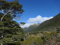 Neuseeland Südinsel - Lewis Pass - Alpine Nature Walk