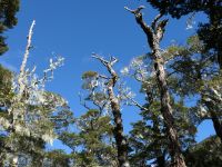 Neuseeland Südinsel - Lewis Pass - Alpine Nature Walk