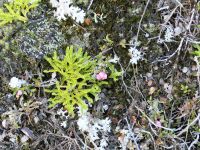 Neuseeland Südinsel - Lewis Pass - Alpine Nature Walk