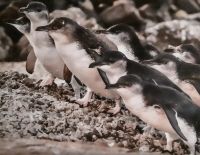 Neuseeland Südinsel -  Zwergpinguin