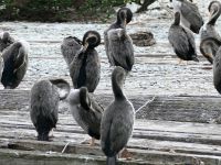 Neuseeland Südinsel -  Oamaru - Kormorane