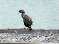Neuseeland Südinsel -  Oamaru - Kormorane