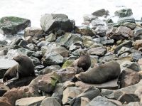 Neuseeland Südinsel -  Oamaru - Seebären