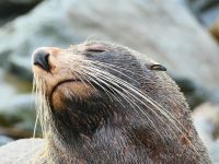 Neuseeland Südinsel -  Oamaru - Seebären