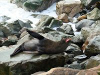 Neuseeland Südinsel -  Oamaru - Seebären