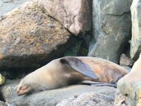 Neuseeland Südinsel -  Oamaru - Seebären