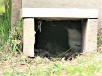 Neuseeland Südinsel -  Oamaru - Blue Penguin Home