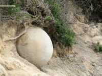 Neuseeland Südinsel -  Region Otago - Moeraki Boulders