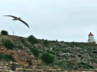 Neuseeland Südinsel -  Otago Halbinsel - Albatross Zentrum
