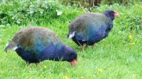 Neuseeland Südinsel -  Te Anau - Takahe