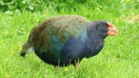 Neuseeland Südinsel -  Te Anau - Takahe