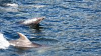 Neuseeland Südinsel - Doubtful Sound - Bottlenose Dolphins (Tümmler)