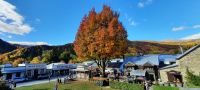 Neuseeland Südinsel -  Indian Summer in Arrowtown