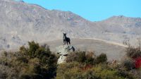 Neuseeland Südinsel - Lake Tekapo - Denkmal für den Hirtenhund