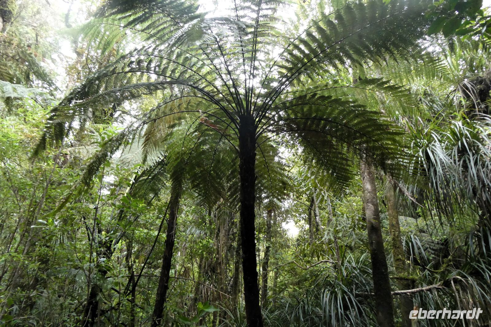 Baumfarn in Kauri-Wald
