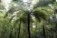 Baumfarn in Kauri-Wald