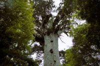 wie fotografiert man einen Kauri-Baum?