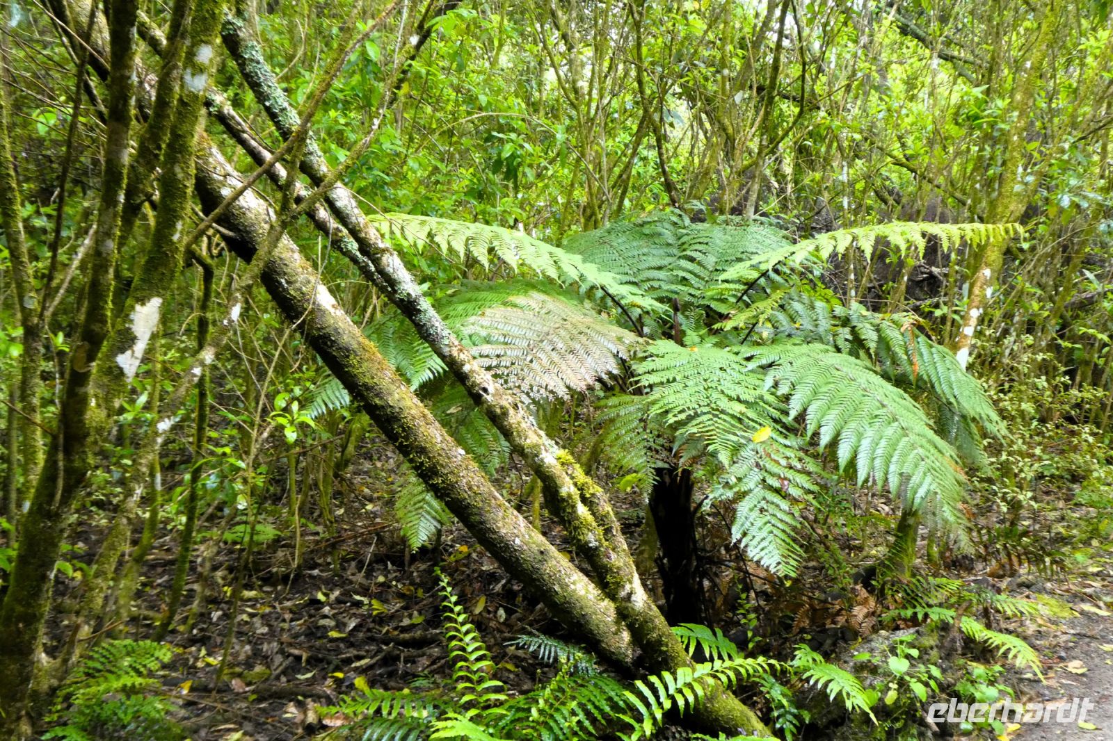am Fußweg nach Taupo