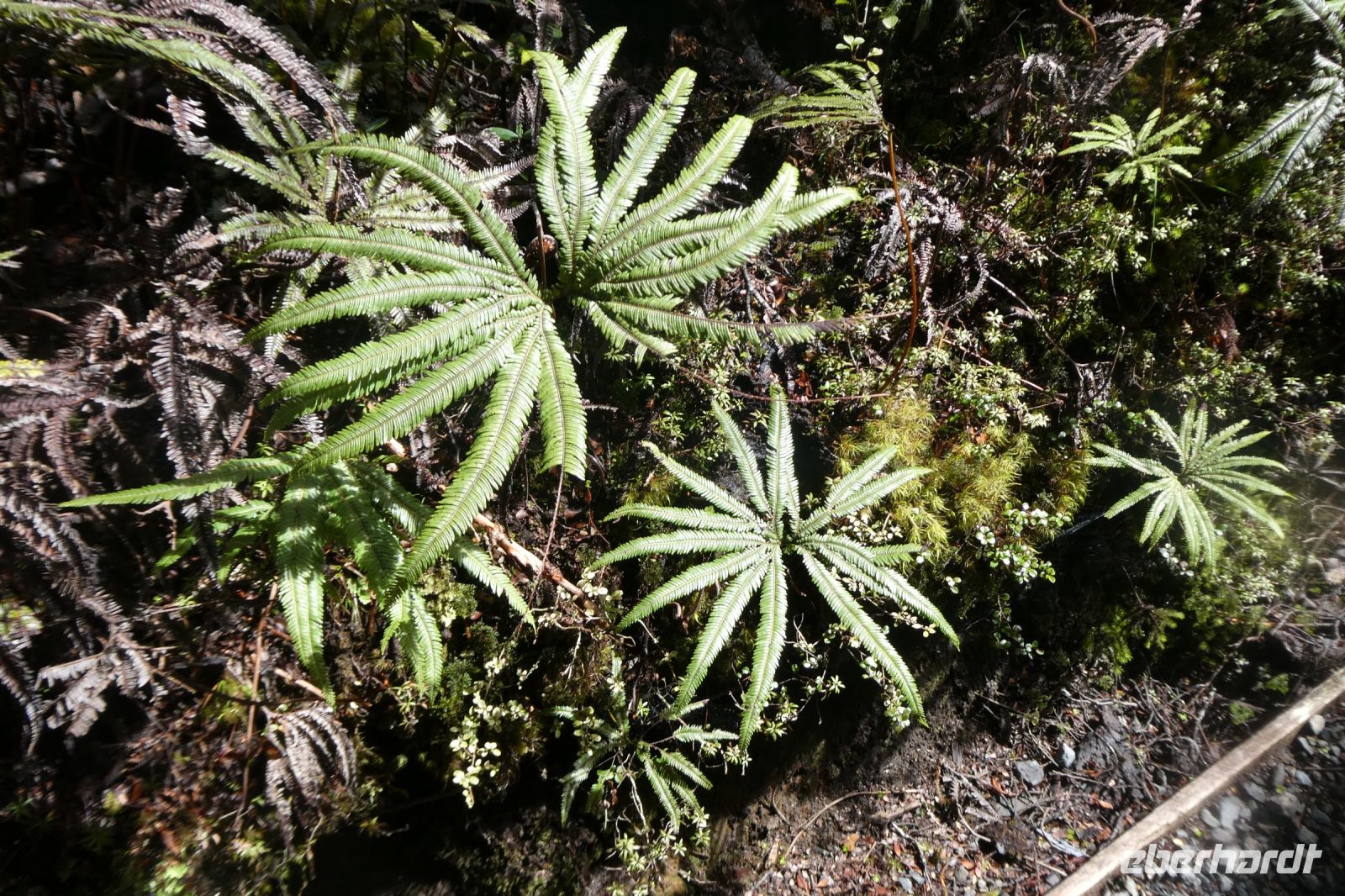 Details am Wegesrand