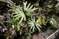 Details am Wegesrand