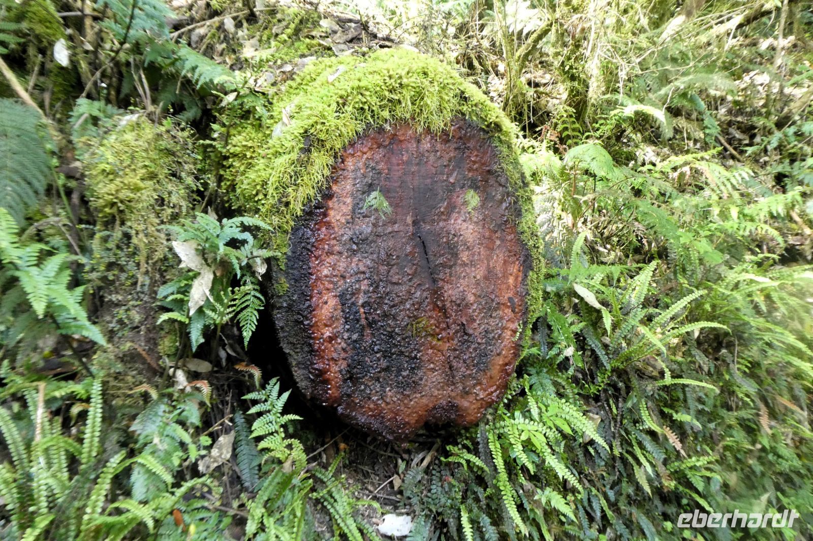 Moose und Farne ohne Ende